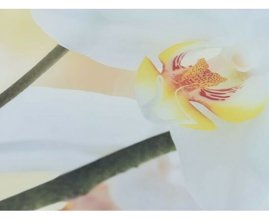 Стол «Ривьера» фотопечать Цветы-5, хром, изображение 8 | Интернет магазин мебели и декора LifeDekor